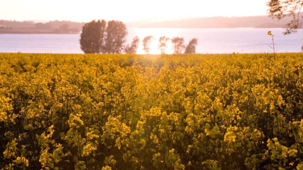 The Best Time to visit Rutland