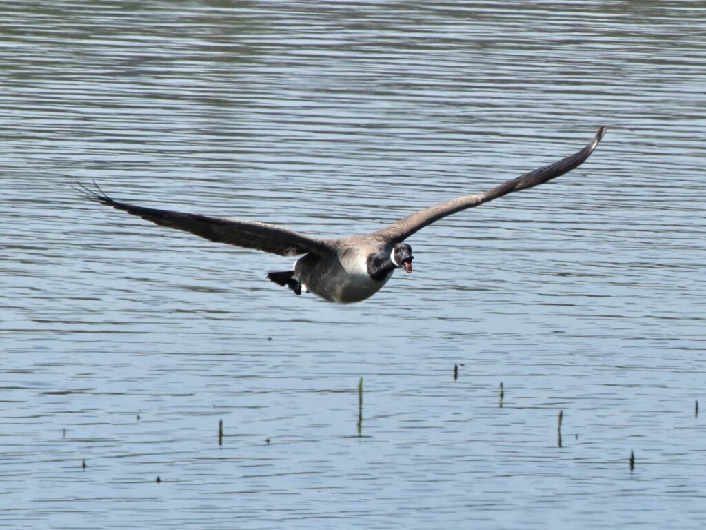 Bird at Rutland Water