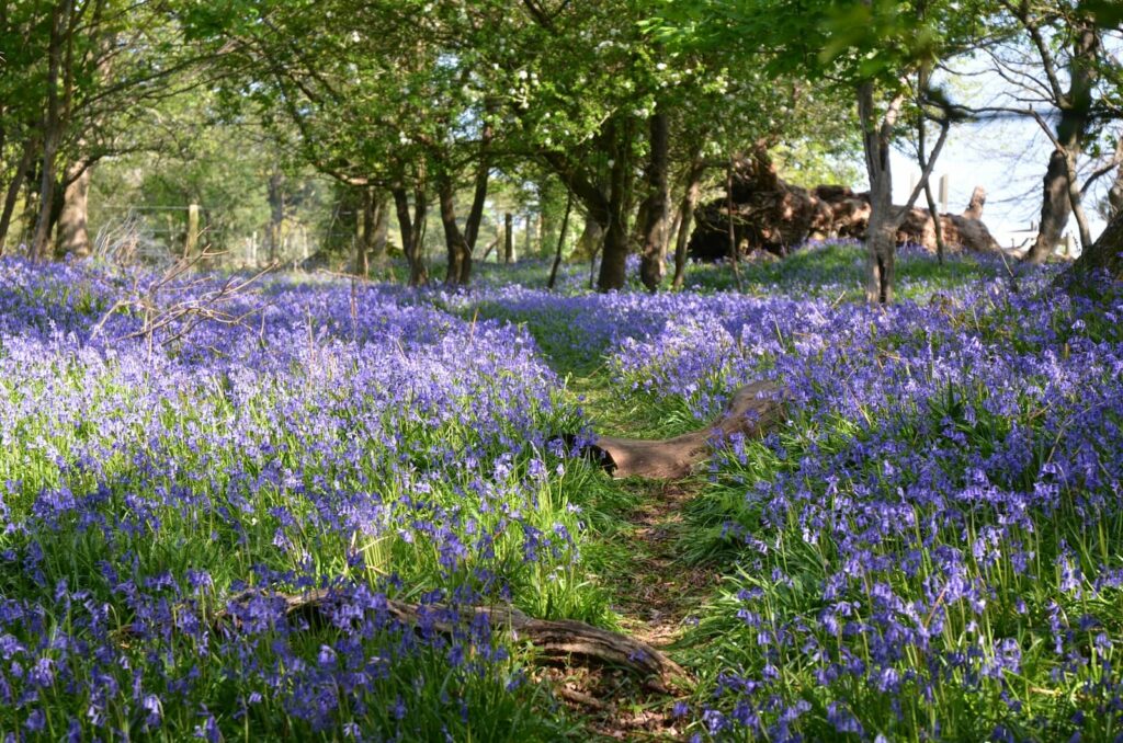 Bluebells in Spring